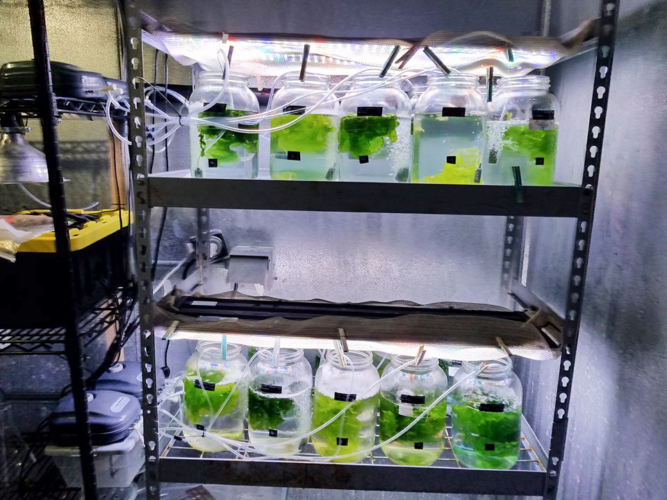 Seaweeds growing under different nutrient and salinities in the Edwards lab. Photo by Matthew Edwards