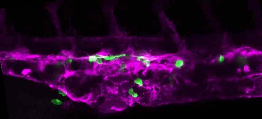 Hematopoietic stem cells (green) in one of their endothelial cell niches (magenta), captured by confocal microscopy in a live 3 day old zebrafish.
