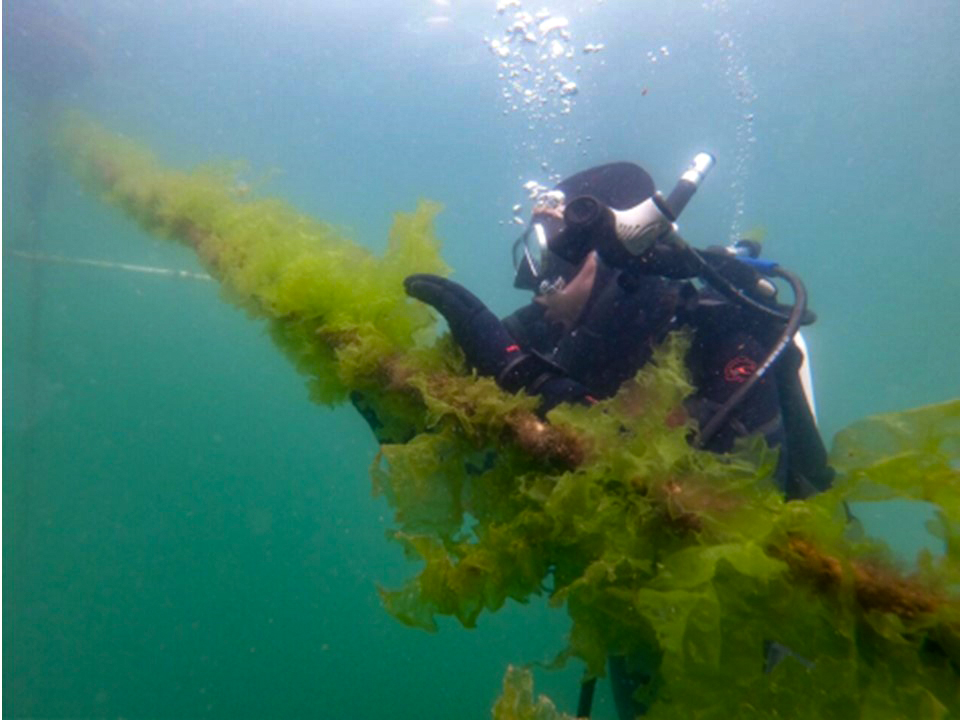 Leslie Booher underwater at the Sunken Seaweed Farm, the only operational macroalgal farm in California waters. Photo by Torre Polizzi