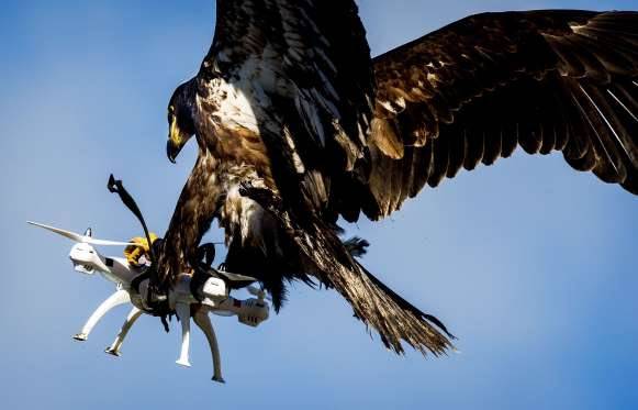 Eagle and Drone
